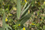 Firewheel <BR>Indian Blanket